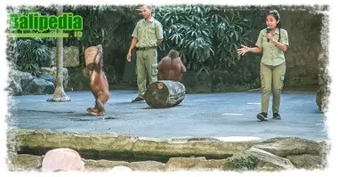 animal show bali safari